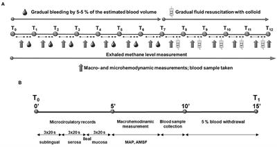 Methane Exhalation Can Monitor the Microcirculatory Changes of the Intestinal Mucosa in a Large Animal Model of Hemorrhage and Fluid Resuscitation